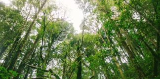 Keresőkutyákkal térképezték fel az aranysakálok jelenlétét a Velencei-tó környékén