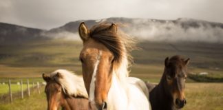 Az őshonos emlősök egynegyedét fenyegeti a kihalás veszélye Nagy-Britanniában