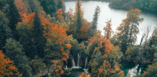 Kezdenek visszatérni a kihalás széléről a hiúzok az Ibériai-félszigeten