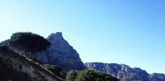 Állatkertekben élő európai bölényeket telepítettek vissza a bulgáriai vadonba