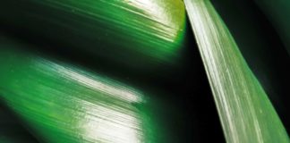 ELTE-s részvétellel vizsgálják, mi befolyásolja a növények biológiai óráját