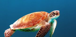 Idézetek a természetről