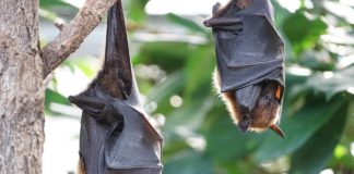 Genetikai vizsgálatokkal fedik fel a denevérek „szuperimmunitását”