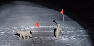 Az Északi-sarkvidékről érkezett palackpostát találtak ír szörfösök