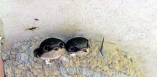 A partifecskék veszélyes helyre költözésének elkerülésére figyelmeztet az MME