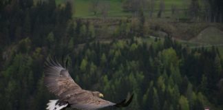 Országos madárodú kihelyezési program indul