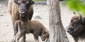 Bölényborjú született a Nyíregyházi Állatparkban