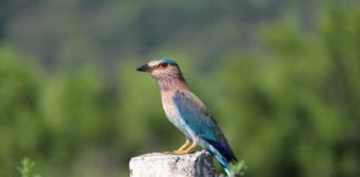 Hálózatos módszerrel kutatták a madárének komplexitását magyar tudósok