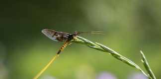 Valamikor egész Európában elterjedt volt a tiszavirág