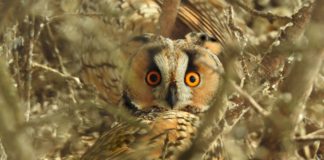 Mintegy 16 ezer erdei fülesbagoly telelt Magyarországon