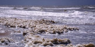 A Balatonalmádinál megjelent algaszőnyeg a víz tisztaságát jelzi és hamar eltűnik