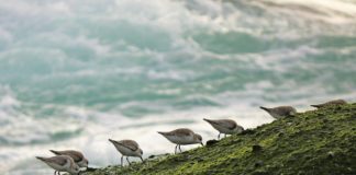 Műanyagszeméttel van tele a tengeri madarak fészke