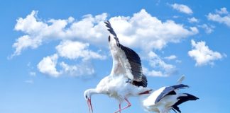 Öt év alatt negyedével csökkent a hazai fehérgólya-állomány