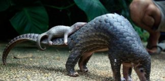 A tobzoska a kiemelt védelmet kapott Kínában