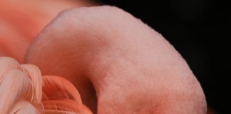 A legrózsaszínebb flamingók a legagresszívabbak is egyben