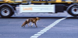 Tudósok vizsgálják, hogy hatott az állatvilágra az emberi tevékenységek szüneteltetése