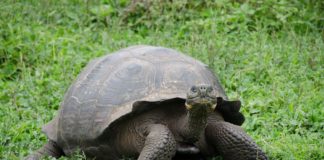 Nyugdíjba vonul Diego, a faját megmentő galápagosi óriásteknős
