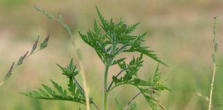 A földhasználó köteles az ingatlanon a parlagfű virágbimbójának kialakulását megakadályozni