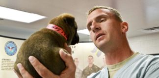 Napi kétszeri sétáltatásra kötelezhetik a kutyatartókat Németországban