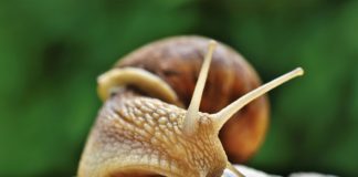 Nem öröklött tulajdonság, hanem véletlenszerű a balcsavaros csigaház brit kutatók szerint