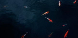 A madarak tápcsatornája által is terjedhetnek a halikrák