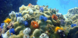 Az ökoszisztéma-mérnök fajok magas száma ökológiai stabilitást eredményez