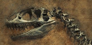 A dinoszauruszok is szenvedhettek rákban