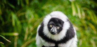 A kihalás szélén áll a makifélék csaknem egyharmada, az északi simabálna és a mezei hörcsög is