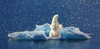 Klímavédelmi alapítvánnyal kötött együttműködési megállapodást a Közbeszerzési Hatóság