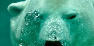 A jegesmedvék vesztét okozhatja a klímaváltozás a század végére