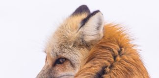 A rókák már több tízezer éve eszik az ember által otthagyott maradékot