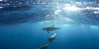 Több mint tucatnyi delfin pusztult el Mauritius partjainál