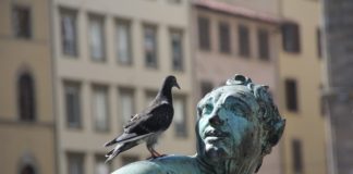 A természeti környezet átalakítása a betegségeket terjesztő állatoknak kedvez egy új kutatás szerint