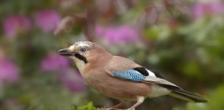 Sikerült csaknem megduplázni a Magyarországon költő szalakóták állományát