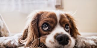 Az ELTE etológusai azt vizsgálták, felismerik-e a kutyák a gazdájuk szándékait