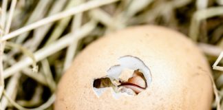 A zaj- és fényszennyezés károsítja a madarak szaporodási képességét