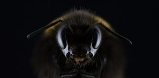 Először bukkantak ázsiai óriás lódarazsak fészkére az Egyesült Államokban